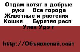 Отдам котят в добрые руки. - Все города Животные и растения » Кошки   . Бурятия респ.,Улан-Удэ г.